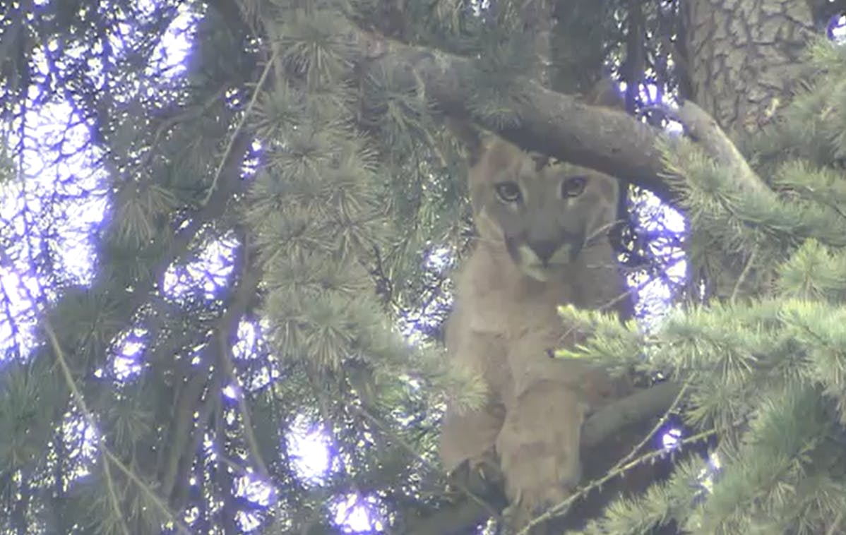 ¿Qué hacer si te encuentras con un puma?