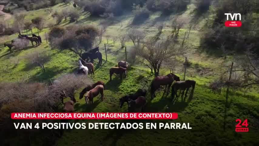 4 casos positivos de anemia infecciosa equina