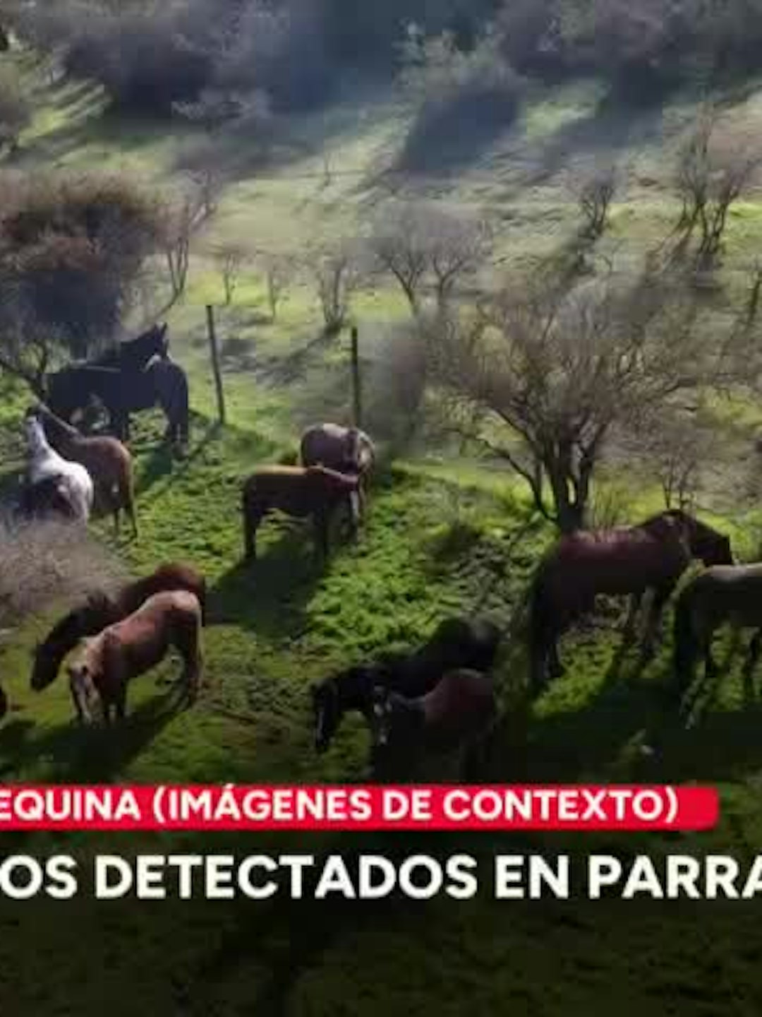 4 casos positivos de anemia infecciosa equina