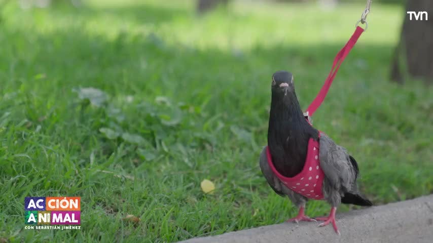 Acción Animal, con Sebastián Jiménez: Capítulo 9