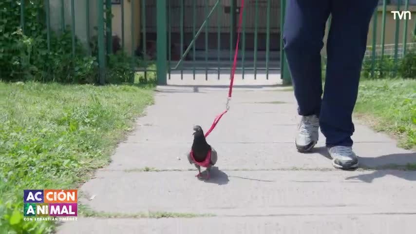 Conocemos a Octavio el palomo en Acción Animal