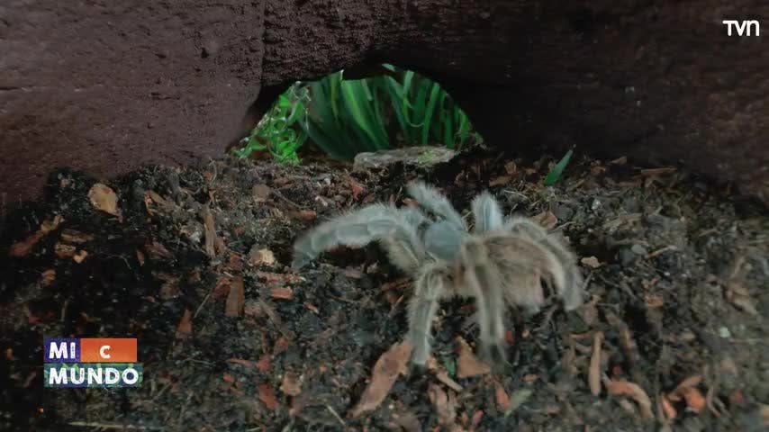 Micromundo Animal: Hoy conocemos a la araña pollito