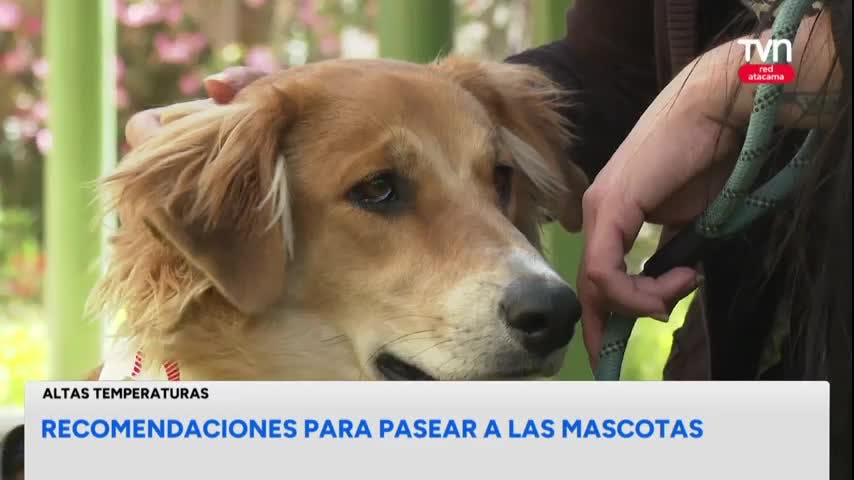 Cómo prevenir un golpe de calor en las mascotas