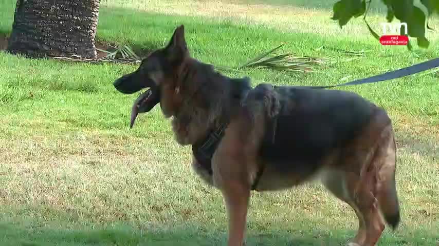 Cuidado de mascotas en Verano 