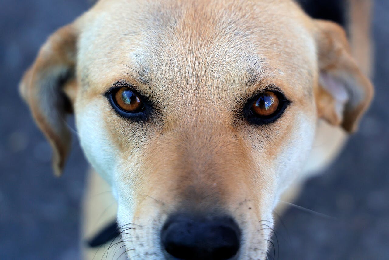 ¡No les corte el pelito!: Recomendaciones para cuidar a los perritos con las altas temperaturas