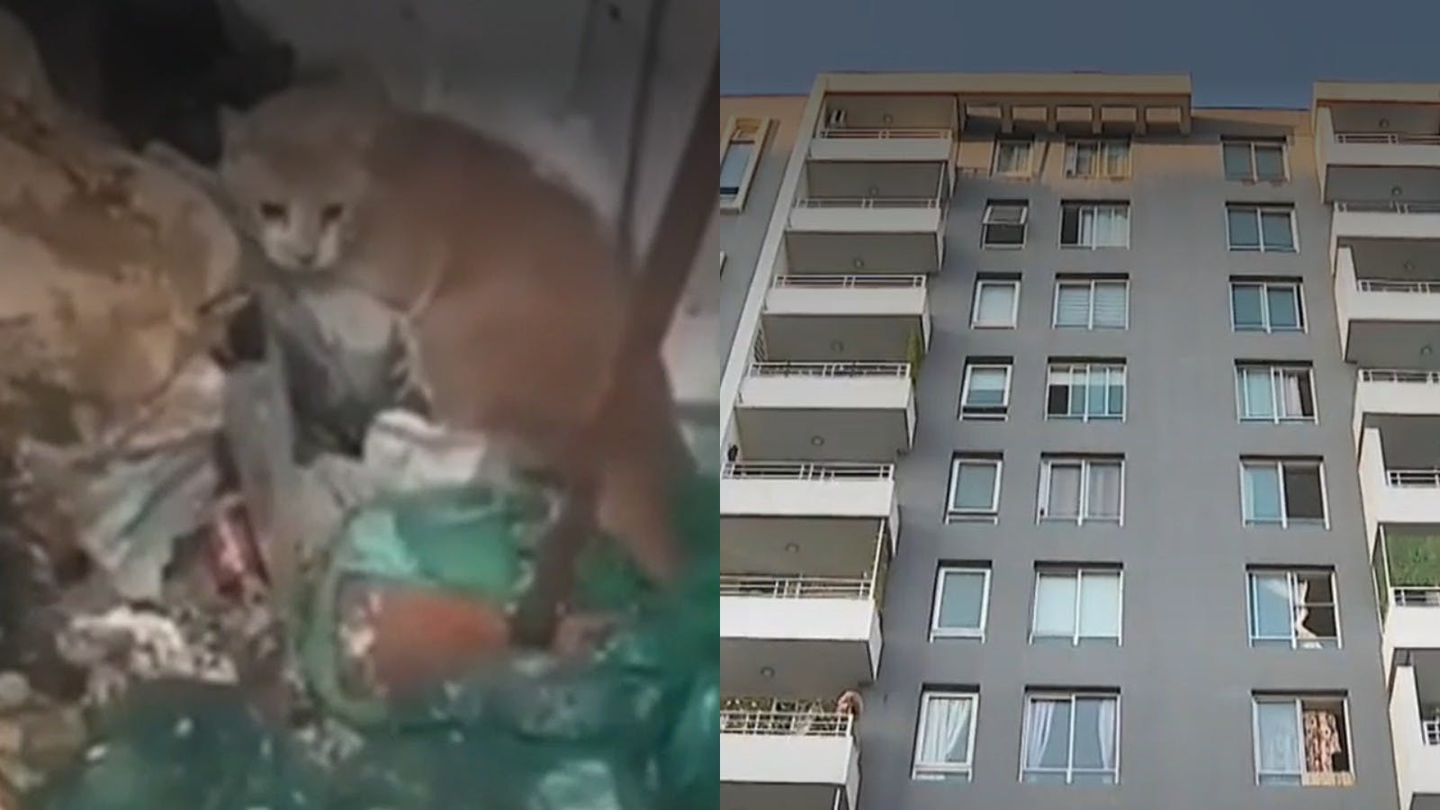 Presunto maltrato animal: encuentran gato en ductos de basura de edificio