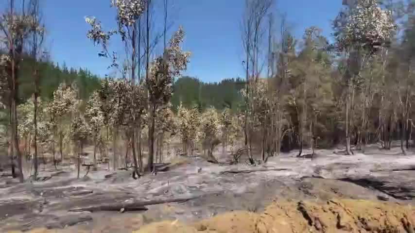 Piden fiscal exclusivo para investigar origen de incendios en Biobío