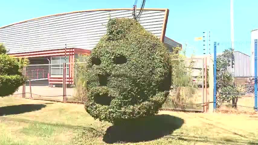 Jardineros podan árbol con forma del rostro de Arturo Vidal