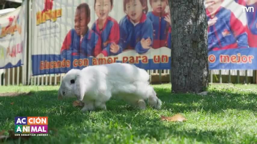 Conoce el problema dental del conejo blanquito