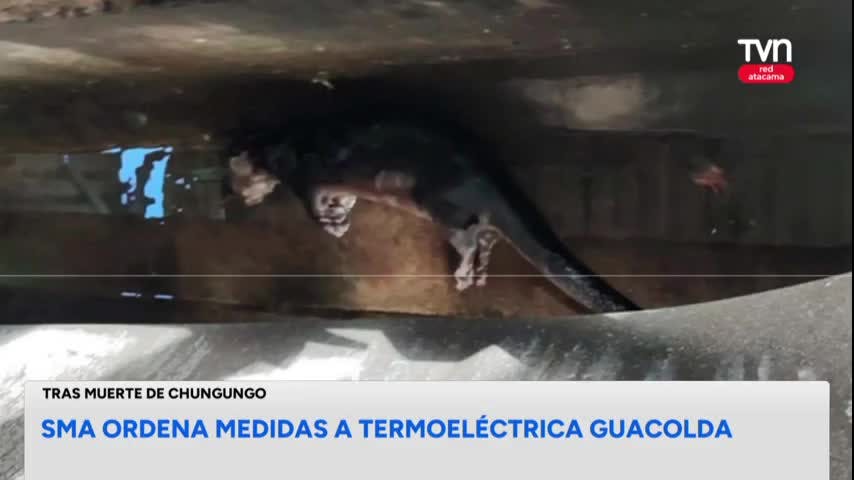 SMA ordena medidas a Guacolda tras muerte de chungungo