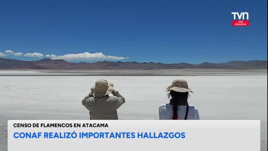 Contabilizan más de 8 mil flamencos en Atacama