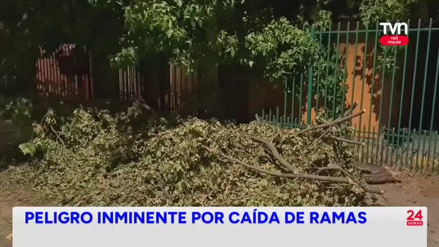 Tendido eléctrico evitó que rama impactara vivienda