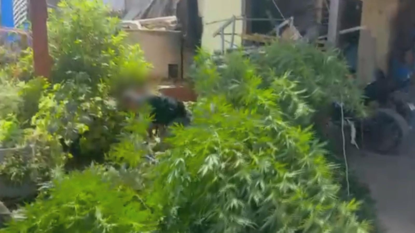 Carabineros y PDI realizan importantes decomisos de droga