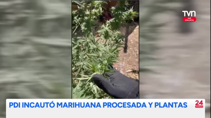 Incautan marihuana procesada y plantas