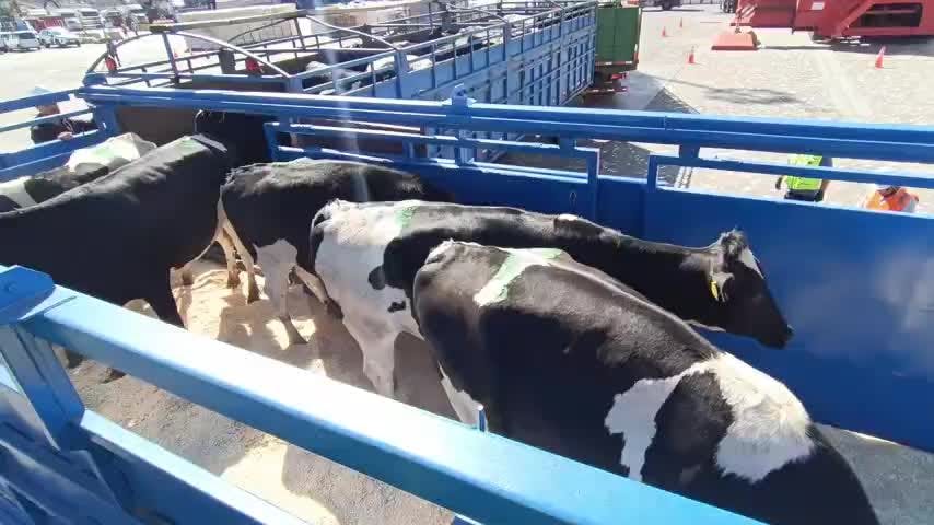 Puerto de Talcahuano retomó exportación de vaquillas: 2.500 llegarán a Malasia