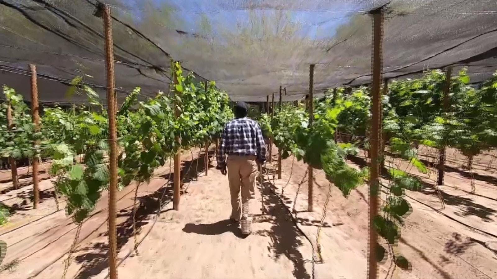 Síntesis de noticias regionales: aprueban 350 millones de pesos para agricultores y ganaderos