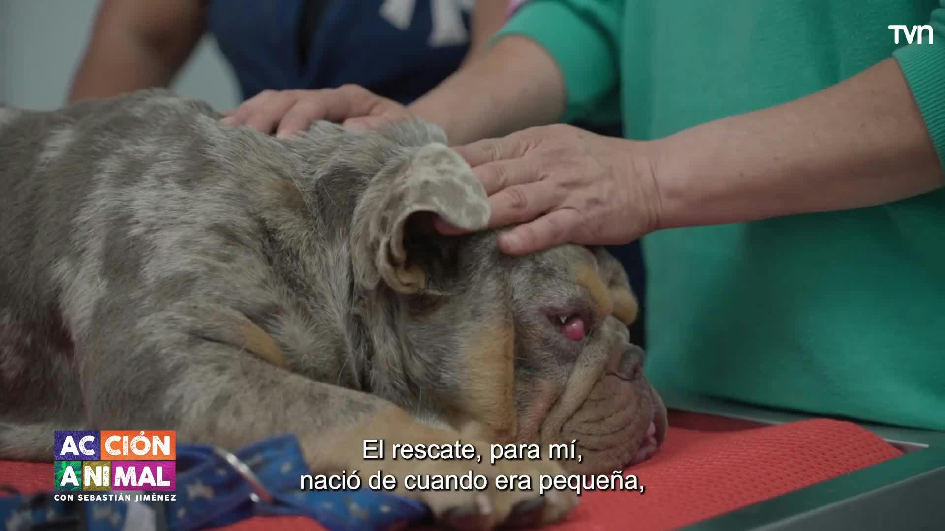 Acción Animal, con Sebastián Jiménez: Capítulo 12