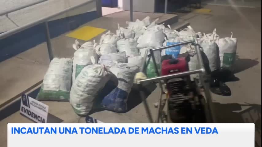 Caldera: Incautan una tonelada de machas en veda