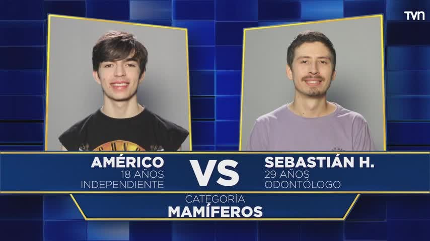 ¿Cuántos mamíferos puedes reconocer en este duelo?