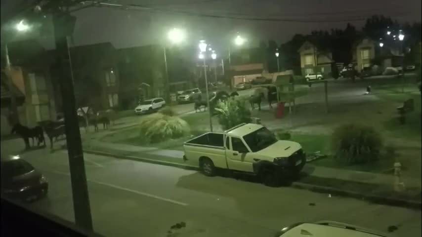 Aplicarán multas a dueños de caballos sueltos en área urbana