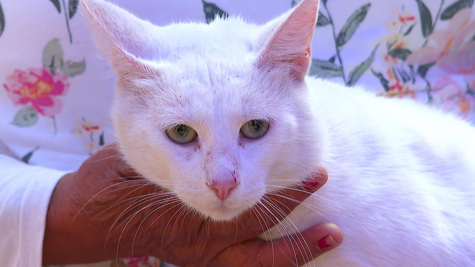 Abrirán un nuevo proceso de esterilización para mascotas en Antofagasta 