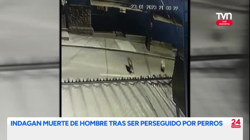 Indagan muerte de perros tras ser perseguido por perros