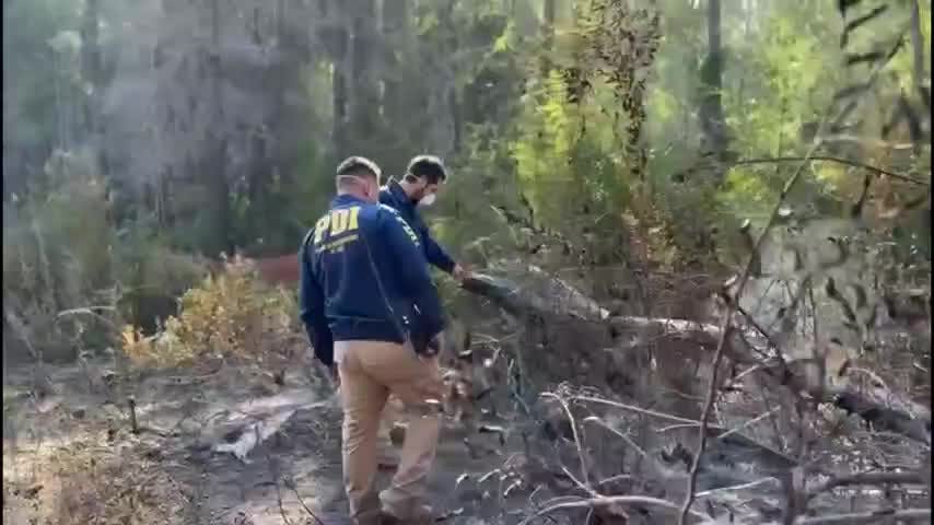 7 incendios forestales en combate marcaron jornada en Biobío
