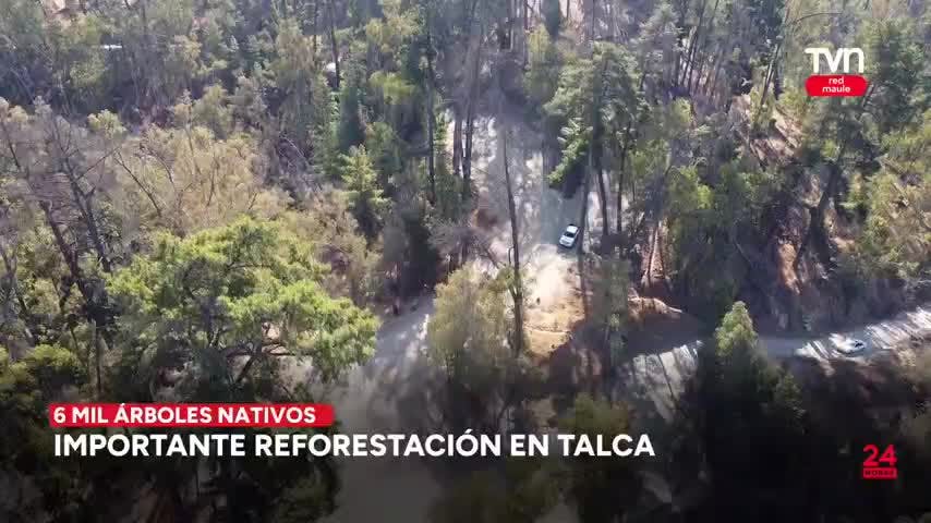 Talca contará con una importante reforestación que incluye 6 mil árboles nativos