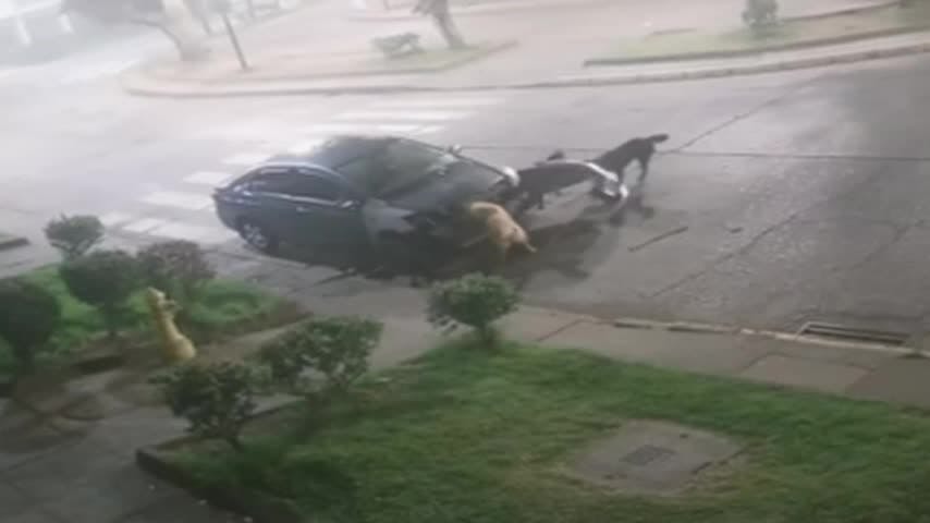 A mordeduras 4 perros destruyeron auto en Concepción