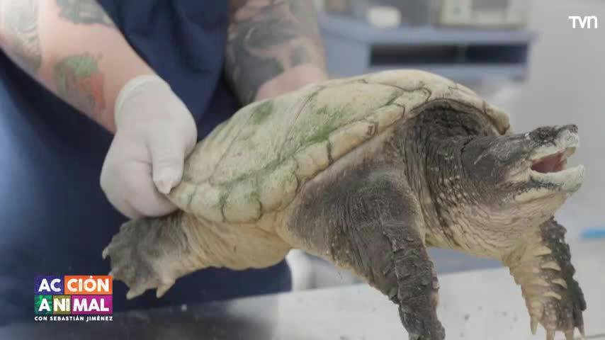 Acción Animal, con Sebastián Jiménez: Capítulo 13