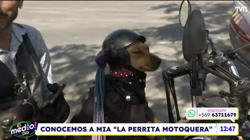 Conocimos a Mía, la perrita motoquera
