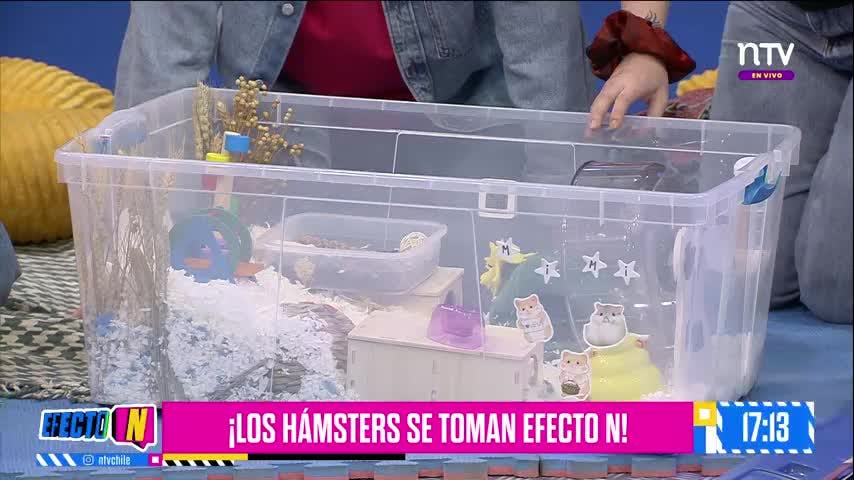 ¡Los hámsters se toman el estudio de Efecto N! 🐹🎉