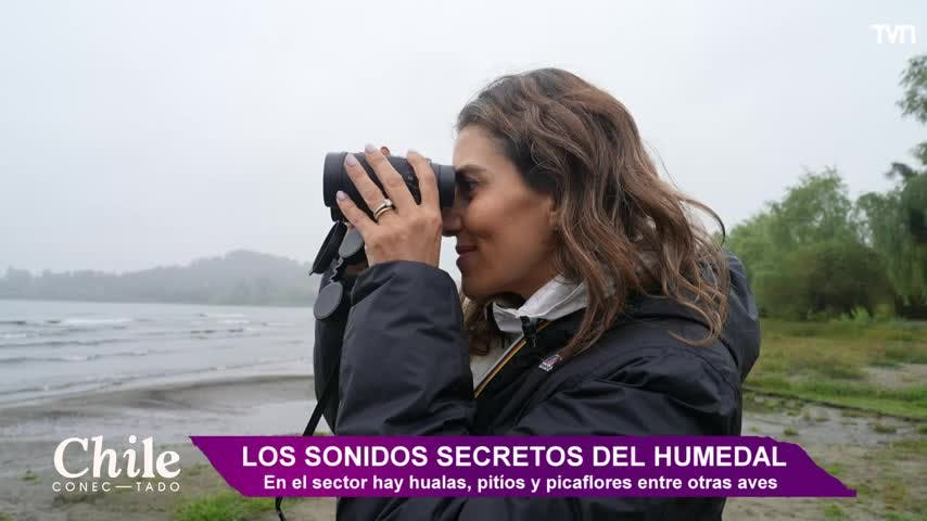  Chile Conectado: Los sonidos secretos del humedal