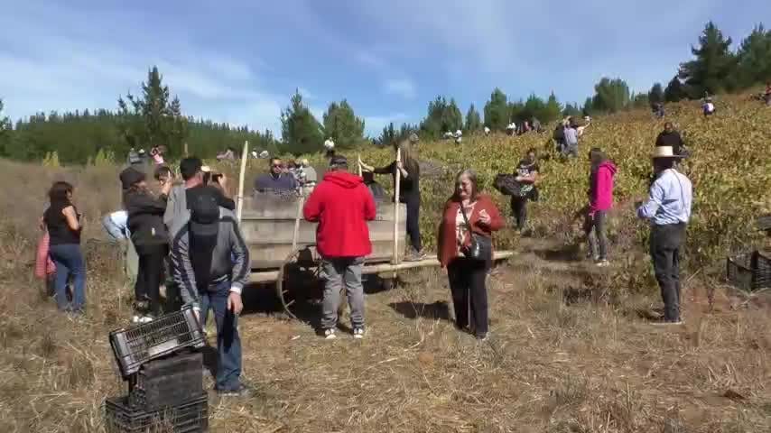 Fiesta de la vendimia en Santa Juana