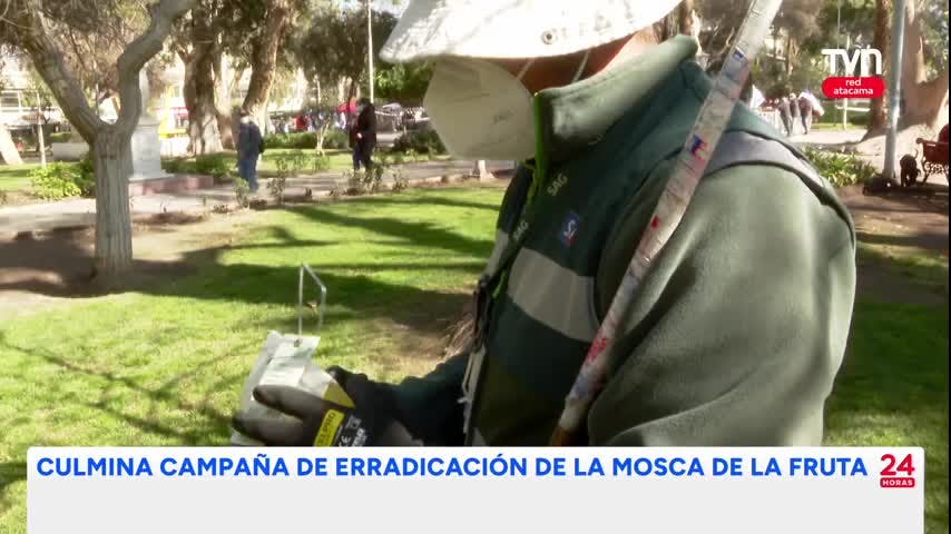 Erradican brotes de mosca de la fruta en Paipote