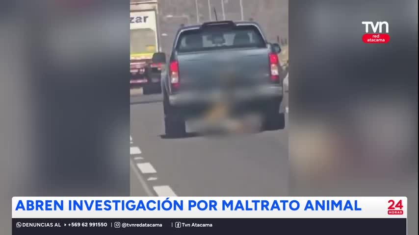 Abren investigación por maltrato animal