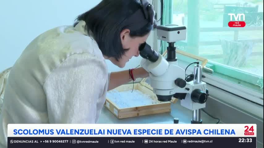 Descubren nueva especie de avispa en el Maule
