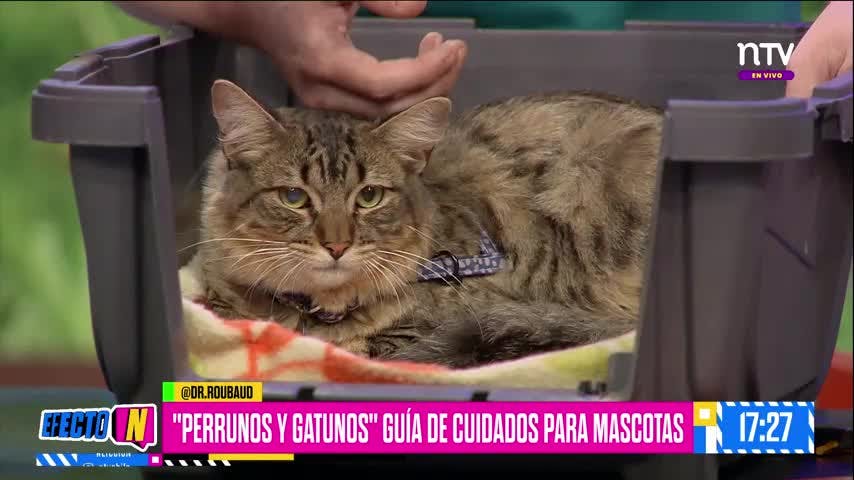 Todo lo que debemos saber sobre nuestros gatitos: Etólogo visita Efecto N