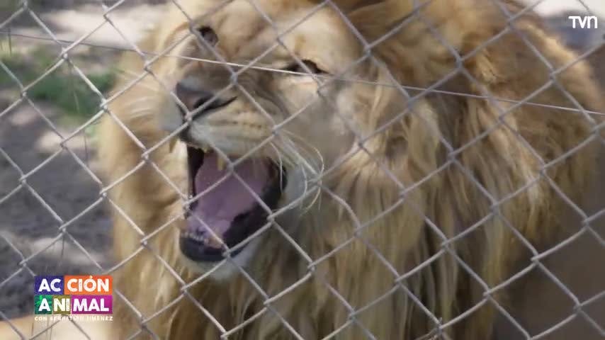Conoce la historia médica de Odín en "Acción Animal"