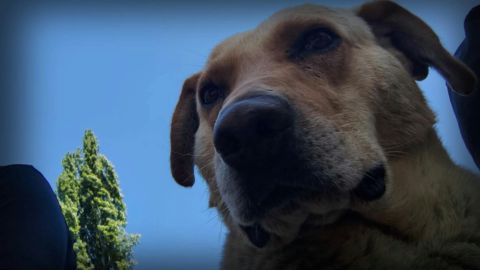 Preparan querella por ley Cholito por muerte de mascota tras hachazo