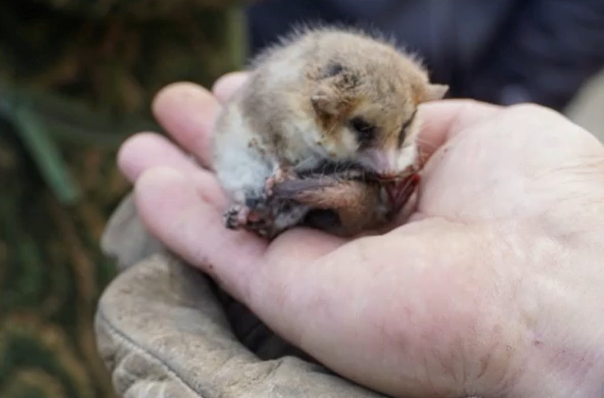 Héroes rescatan a monito del monte entre bolsas de basura: "Era primera vez veía uno"