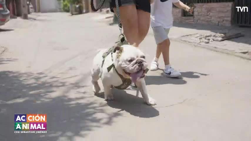 Él es Mike, un bulldog inglés que busca ayuda médica en "Acción Animal"