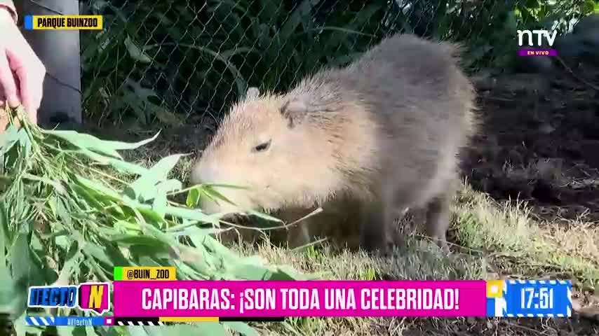 ¡Conocimos a los Capibaras!