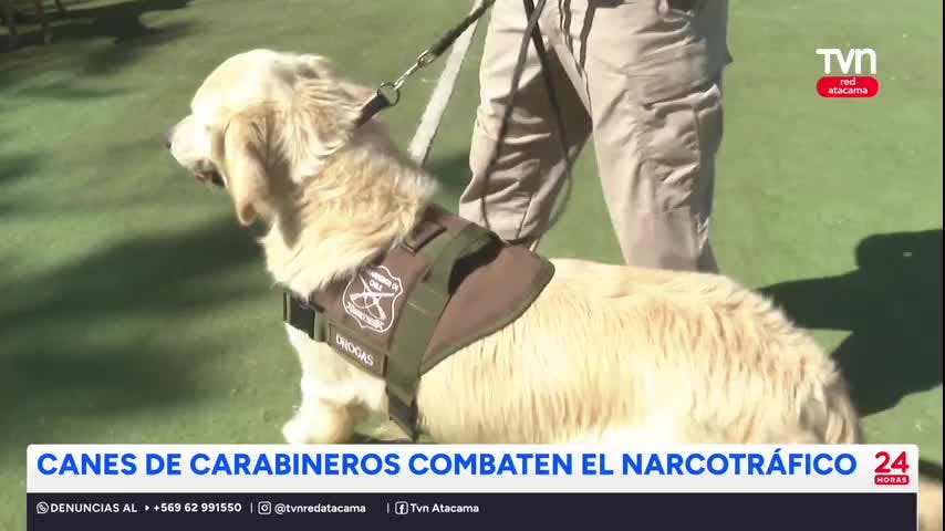 Canes de Carabineros combaten el narcotráfico