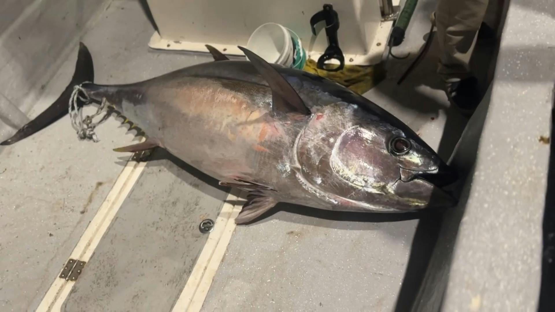 Pescadores deportivos de Taltal lograron cazar un gran atún de cerca de 150 kilos