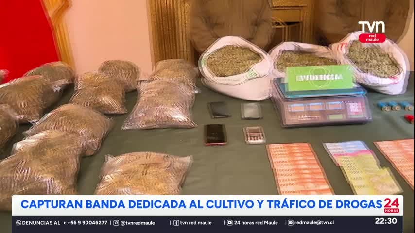 Banda se dedicaba a cultivar y vender marihuana en el Maule