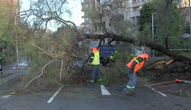 Caida de gigantesco árbol provoca desvíos y corte de calle en Santiago Centro