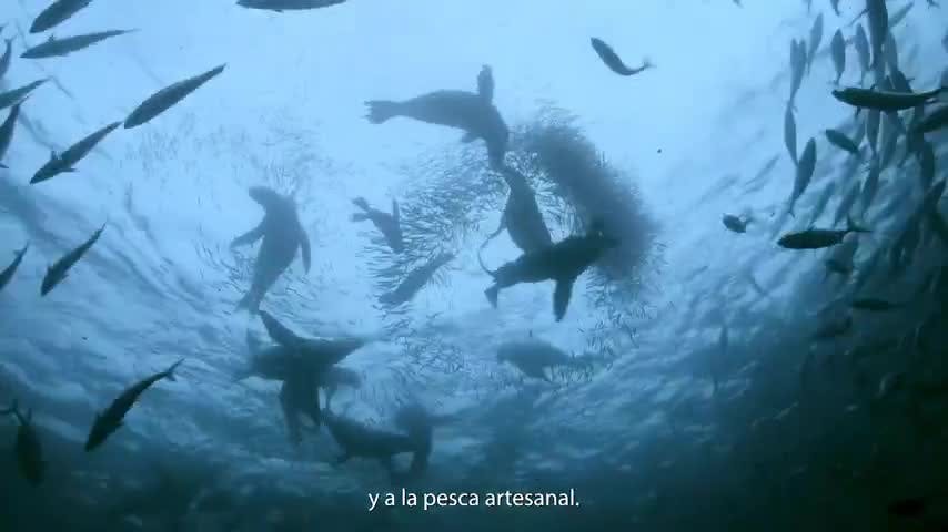 Oceana en NTV: Surgencia