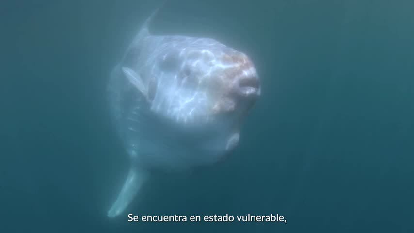 Oceana en NTV: Pez Luna 