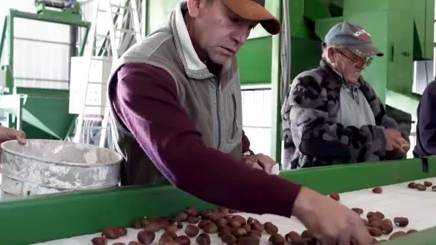 Segundo cargamento de productores de castañas de Ñuble dirigido a Italia